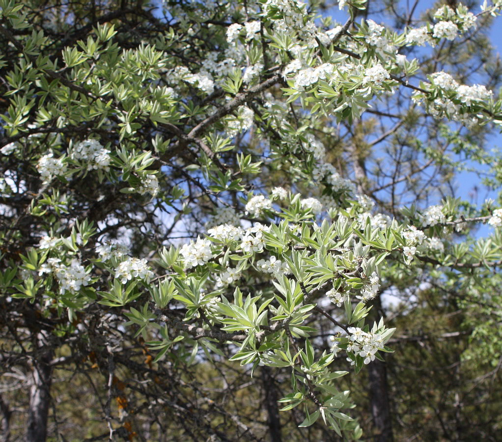 Image of Pyrus elaeagrifolia specimen.