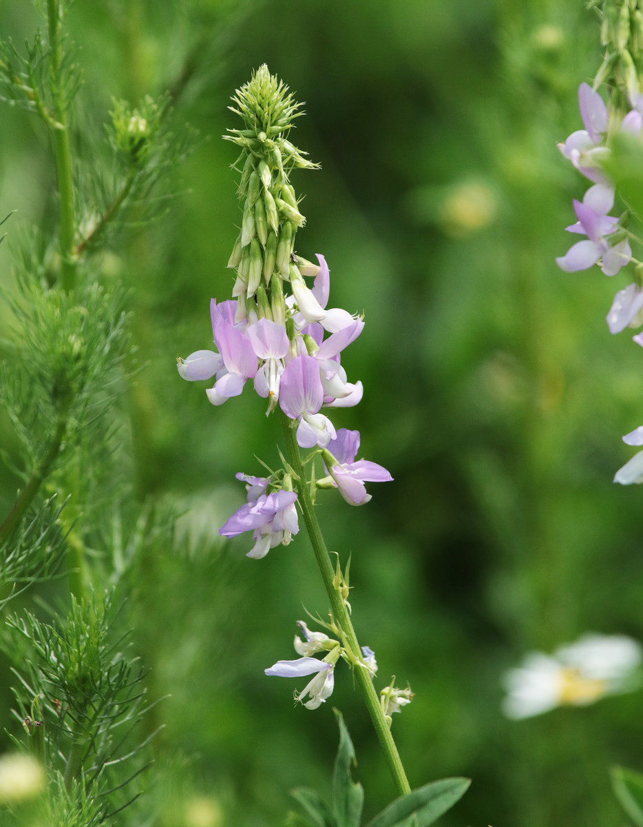 Изображение особи Galega officinalis.