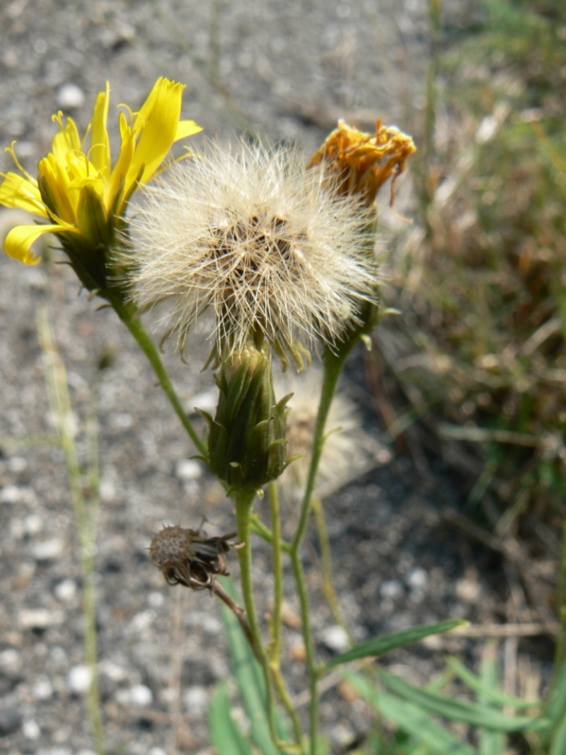 Image of Hieracium umbellatum specimen.