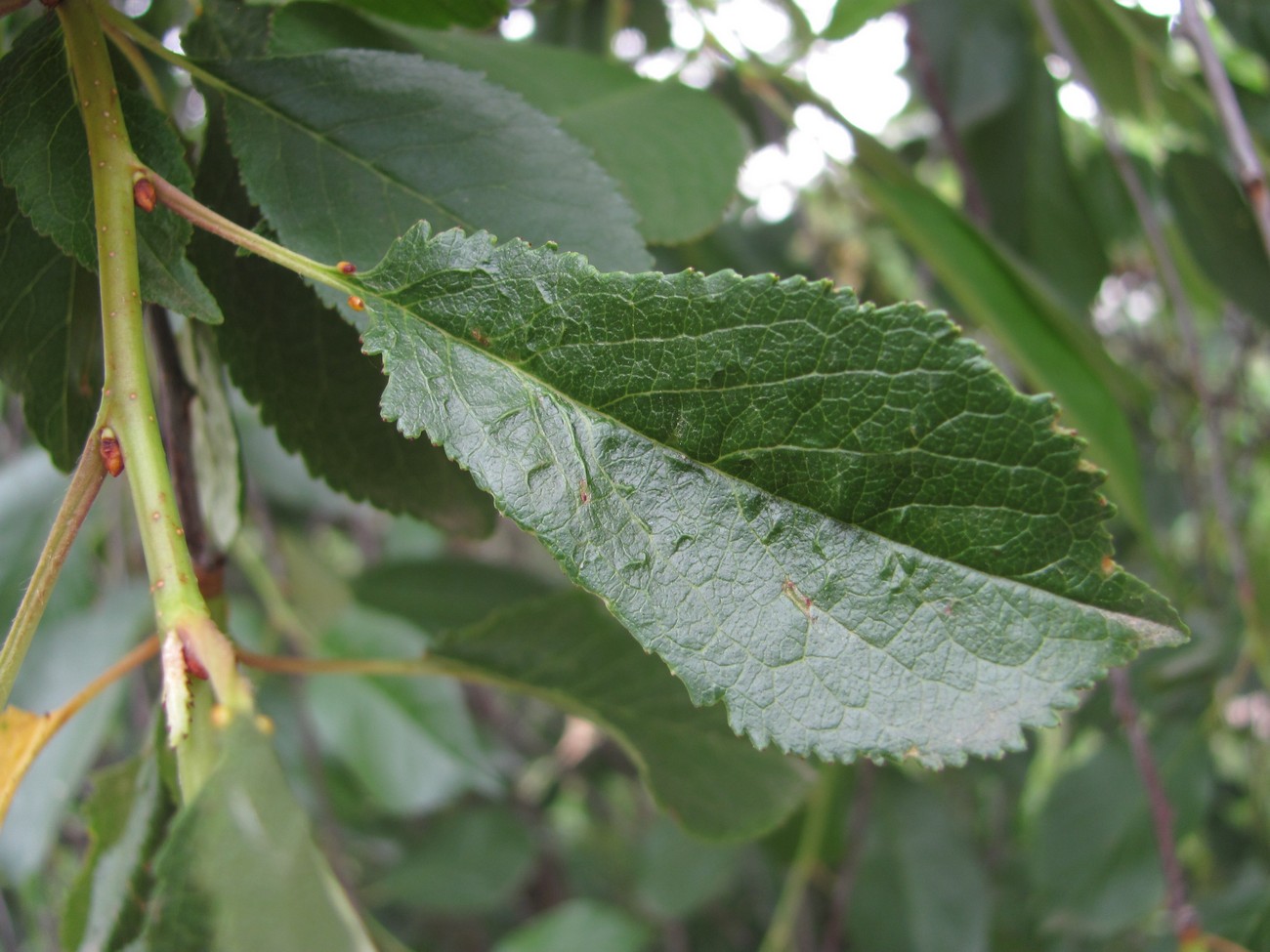 Изображение особи Cerasus vulgaris.