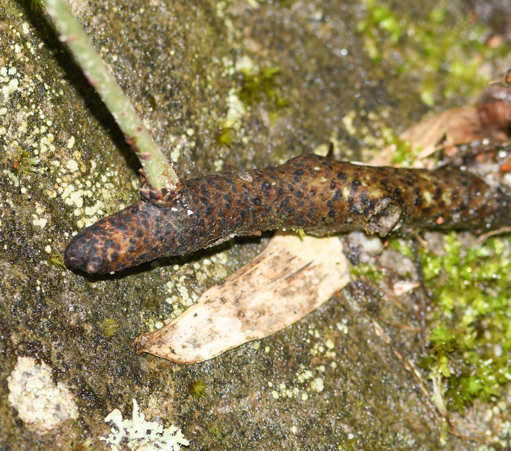 Image of familia Polypodiaceae specimen.