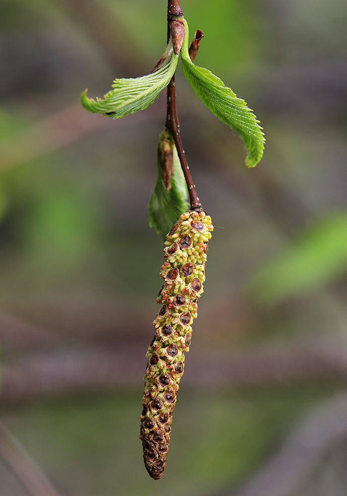 Изображение особи Betula costata.