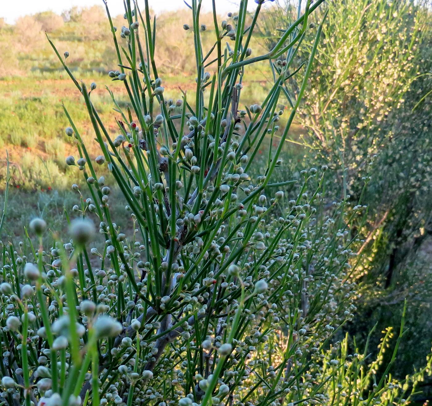 Изображение особи Calligonum aphyllum.