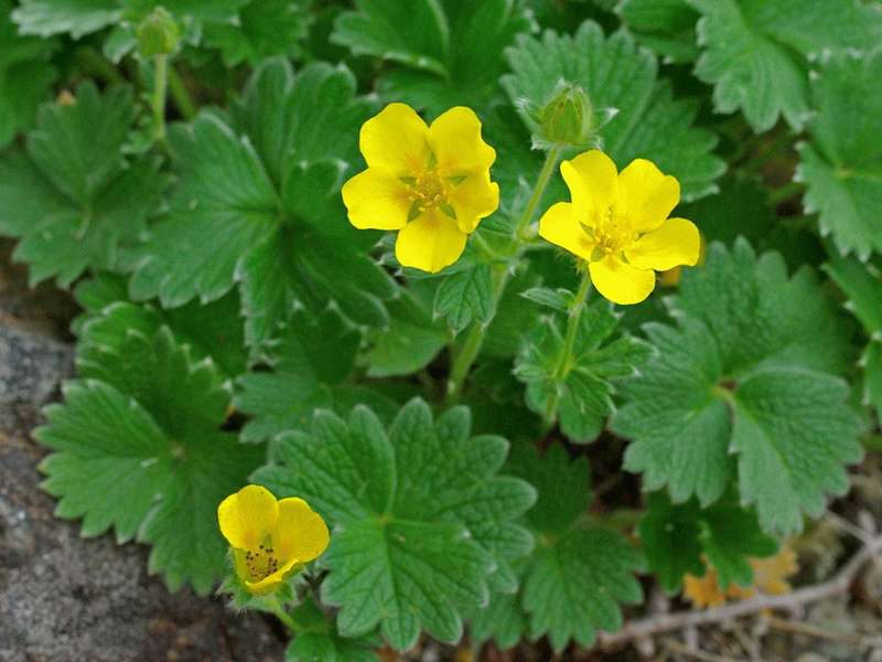 Image of Potentilla fragiformis specimen.