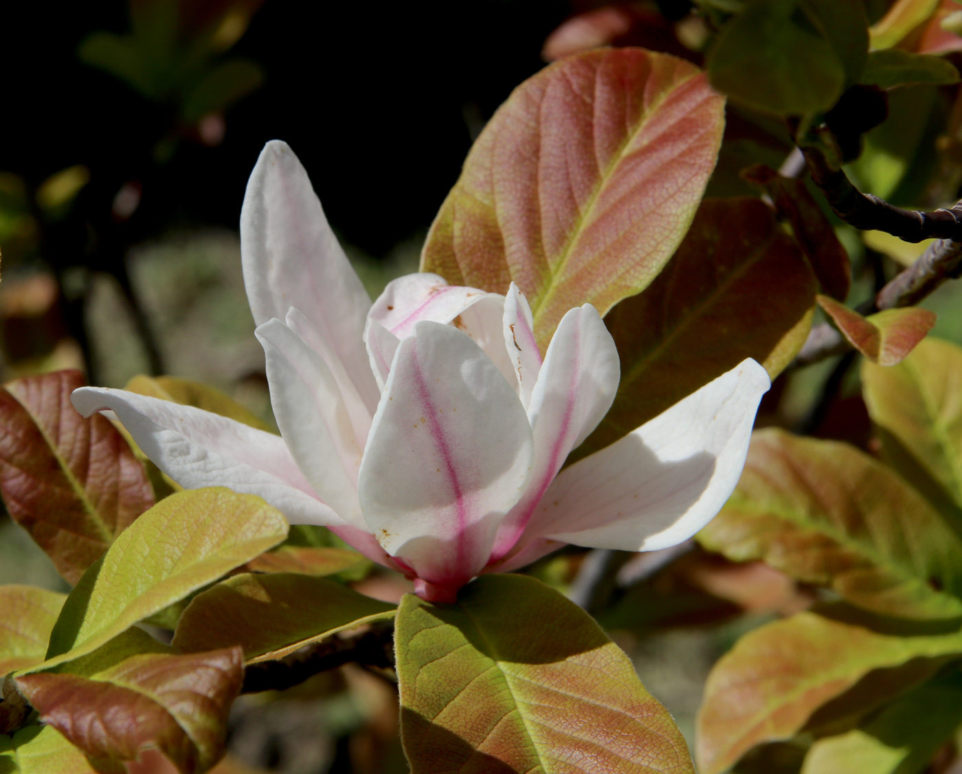 Image of Magnolia kobus specimen.