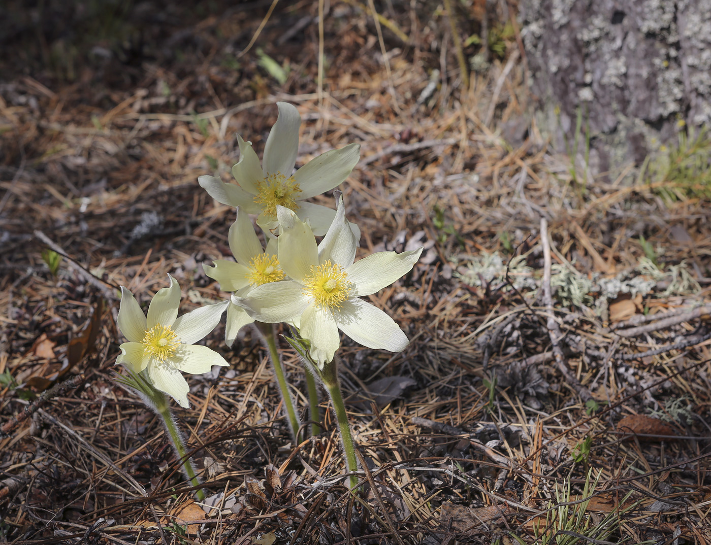 Image of Pulsatilla patens specimen.