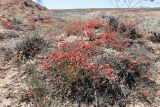 Ephedra distachya