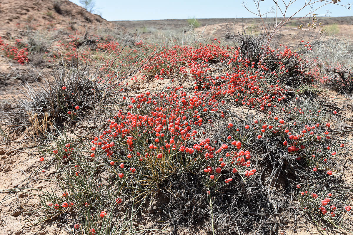 Image of Ephedra distachya specimen.