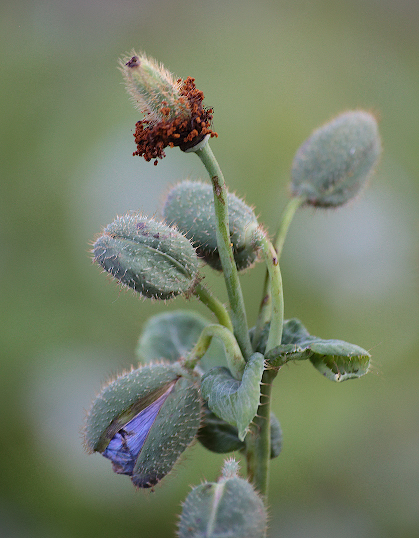 Изображение особи Meconopsis betonicifolia.