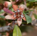 Hibbertia cuneiformis