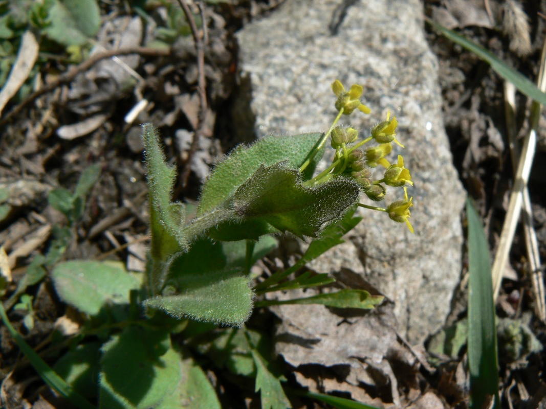 Изображение особи Draba nemorosa.