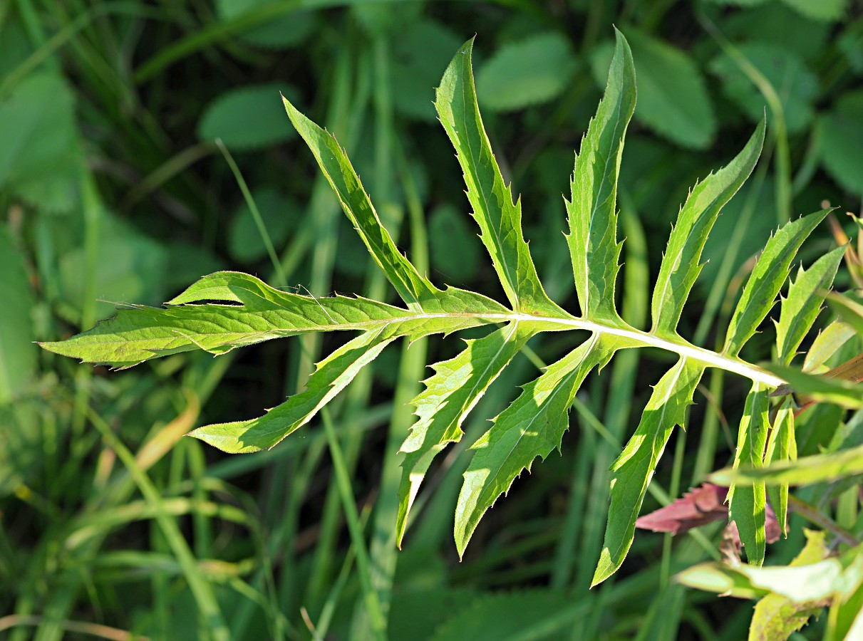 Image of Serratula coronata specimen.