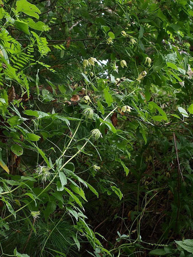 Image of Clematis serratifolia specimen.