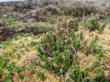 Cassiope tetragona. Плодоносящее растение в сообществе с Sphagnum и Salix. Гыданский п-ов, побережье Обской губы, бугристая заболоченная низина. 06.08.2021.