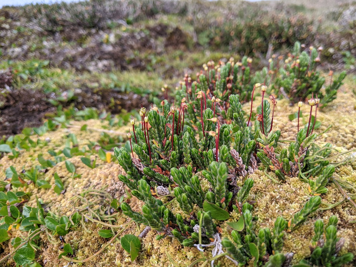 Изображение особи Cassiope tetragona.