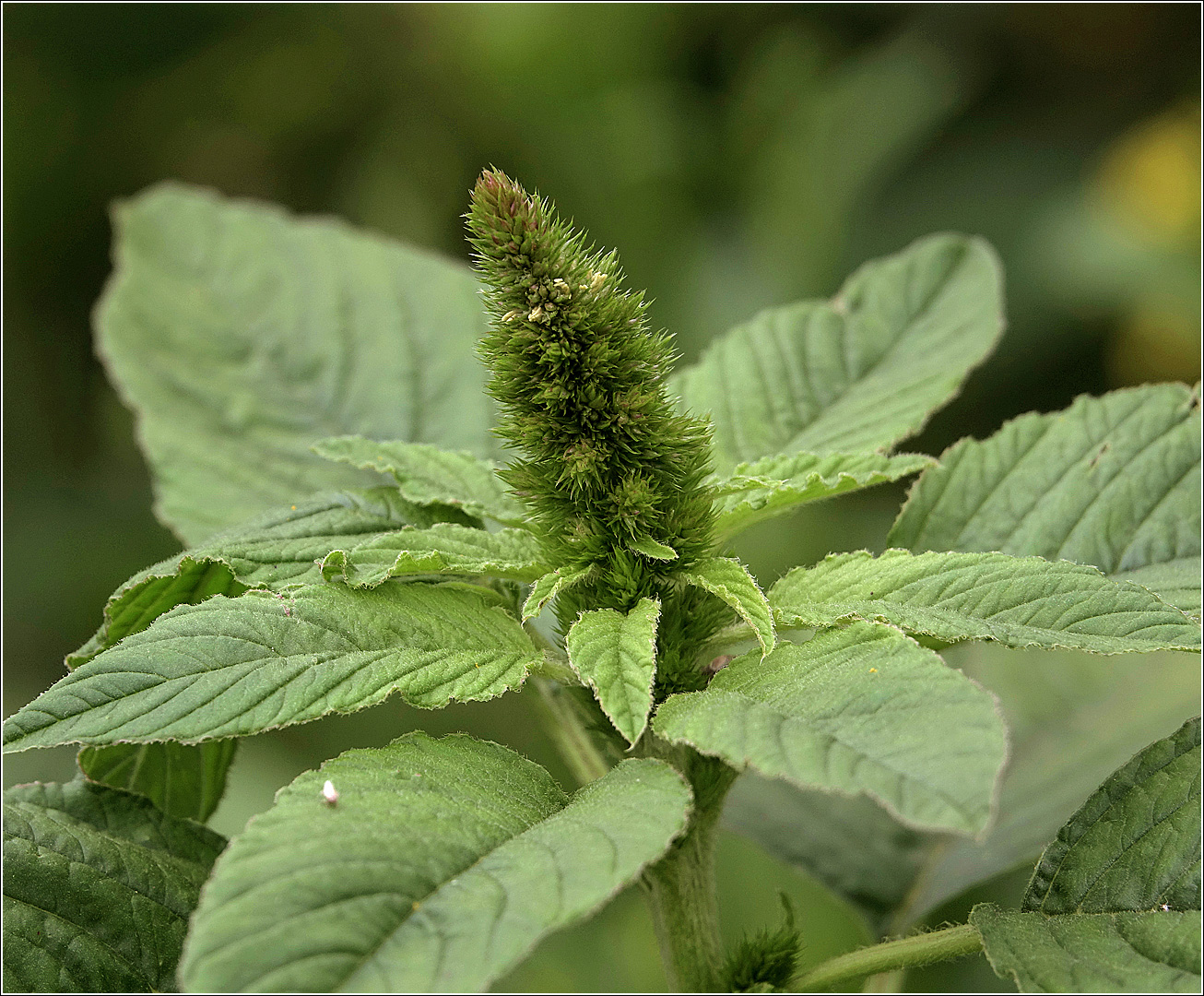 Изображение особи Amaranthus retroflexus.