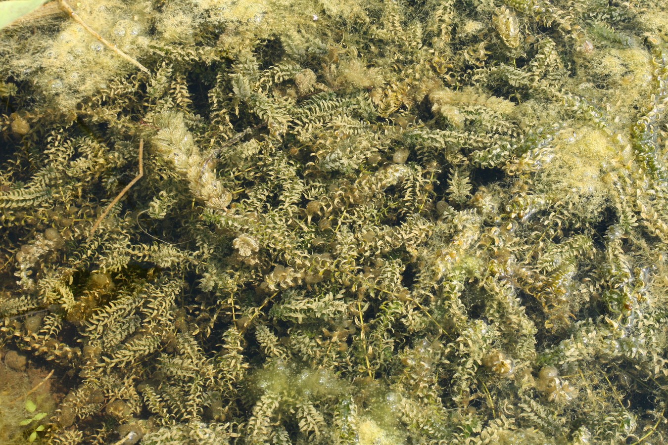 Изображение особи Elodea canadensis.