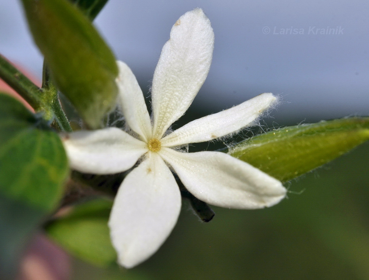 Image of Clematis hexapetala specimen.