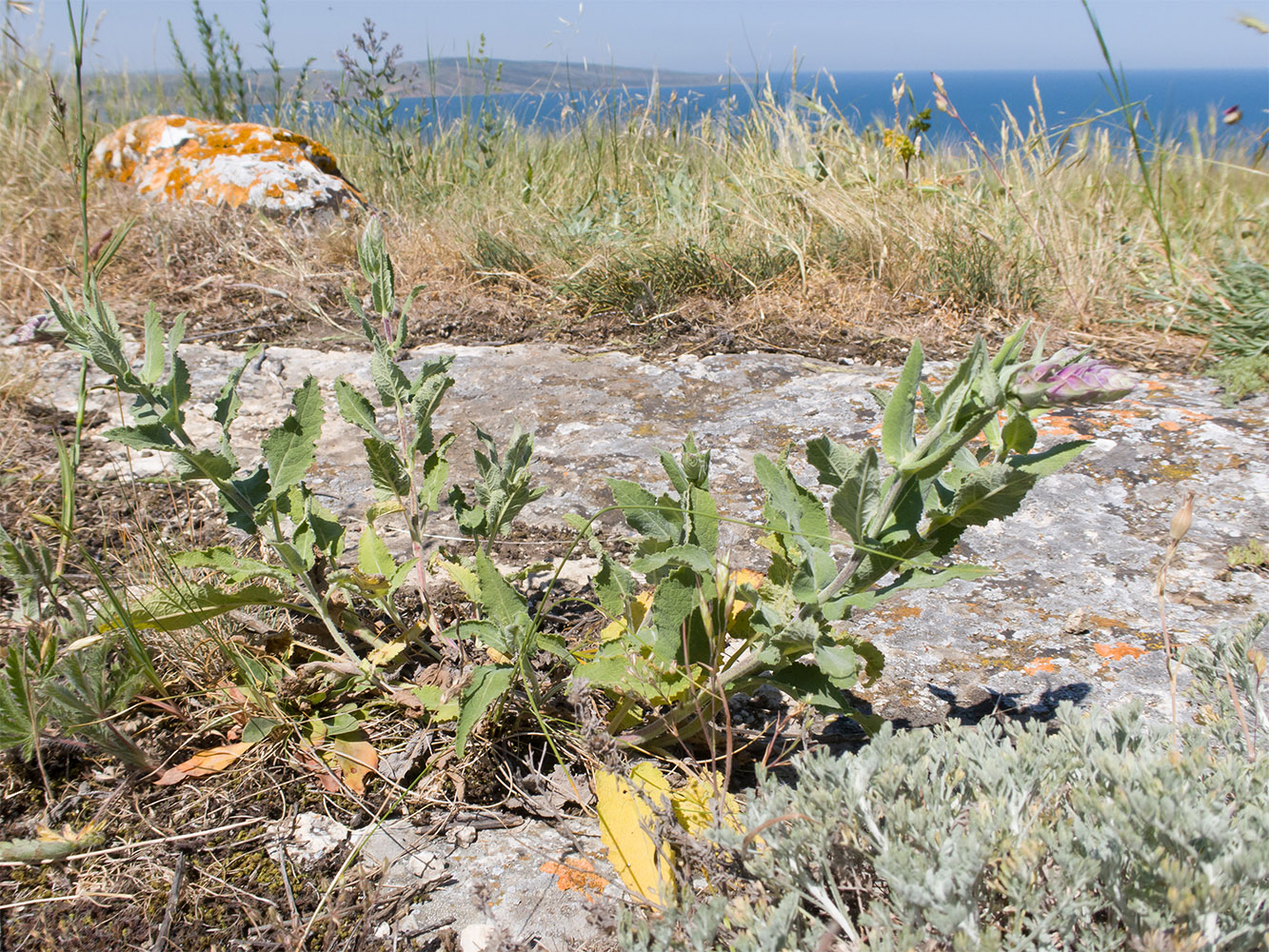 Изображение особи Salvia tesquicola.