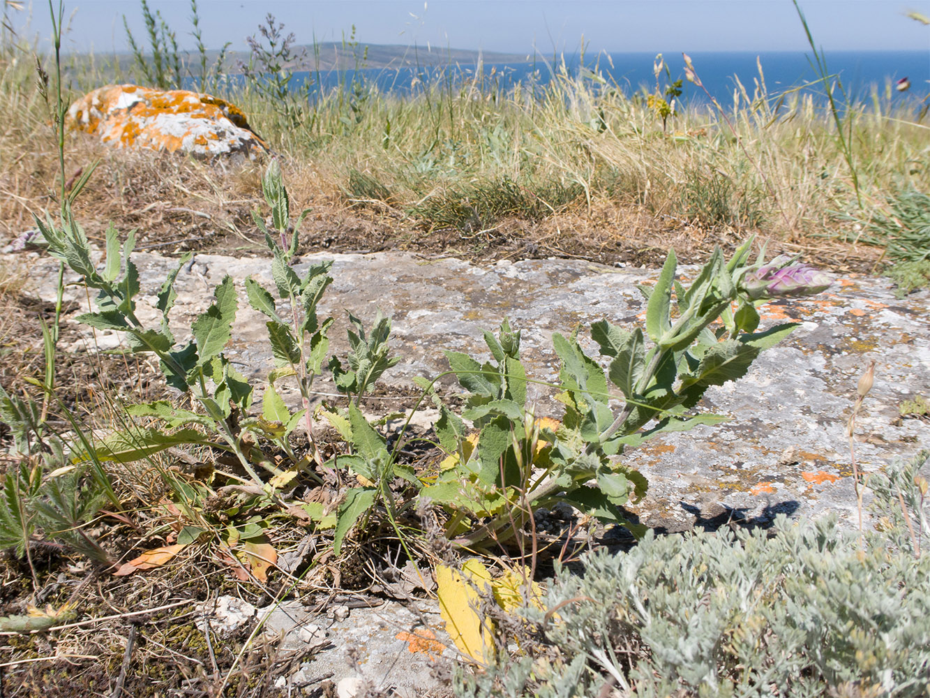 Image of Salvia tesquicola specimen.