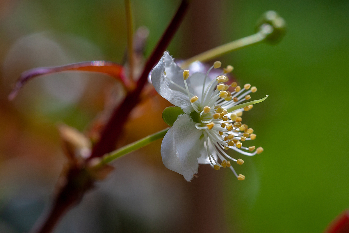 Изображение особи Eugenia uniflora.