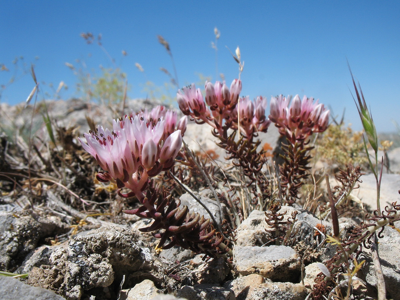 Изображение особи Pseudosedum karatavicum.