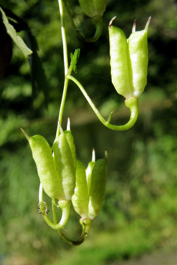 Изображение особи Aconitum sczukinii.