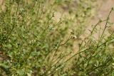 Heliotropium dasycarpum