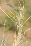 Astragalus alopecias