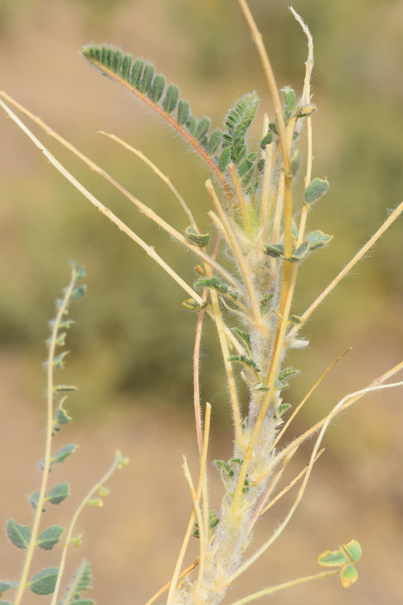 Изображение особи Astragalus alopecias.