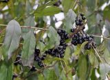 Rhamnus ussuriensis