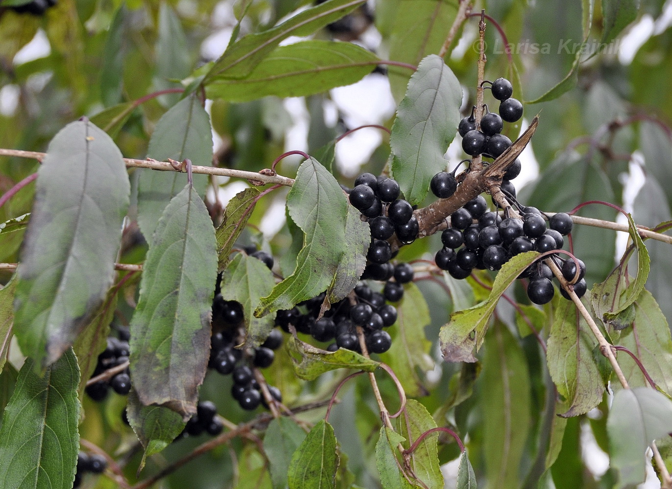 Image of Rhamnus ussuriensis specimen.