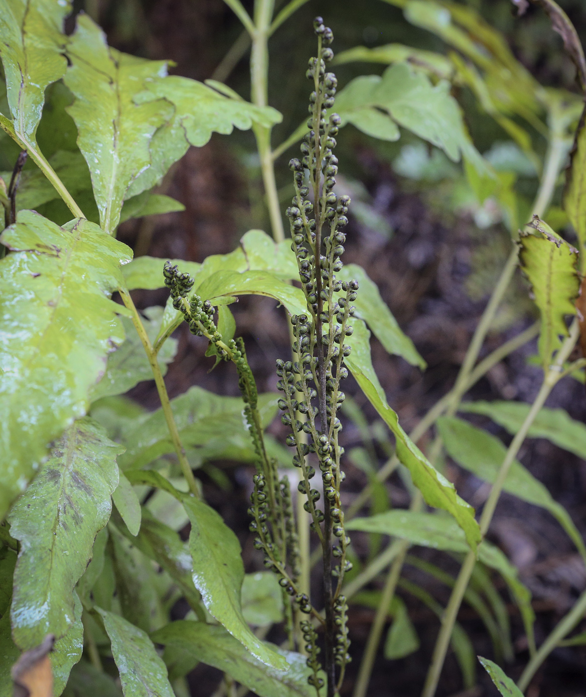 Изображение особи Onoclea sensibilis.