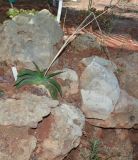 Gasteria obliqua