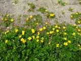 Potentilla anserina