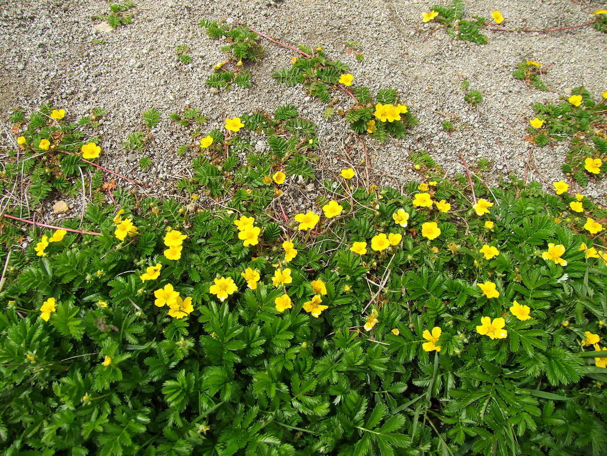 Изображение особи Potentilla anserina.