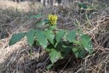 Mahonia aquifolium. Зацветающее растение. Крым, южный склон Ай-Петринского горного массива, сосновый лес. 09.04.2022.