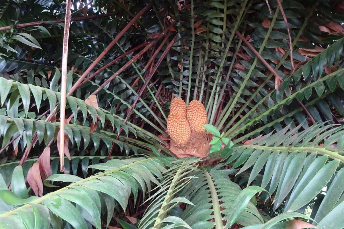 Image of Encephalartos transvenosus specimen.