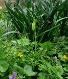 Fritillaria meleagris. Расцветающие растения (белоцветковая форма). Москва, филиал Ботсада МГУ \"Аптекарский огород\", теневой сад, в культуре. 10.05.2022.