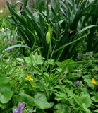 Fritillaria meleagris