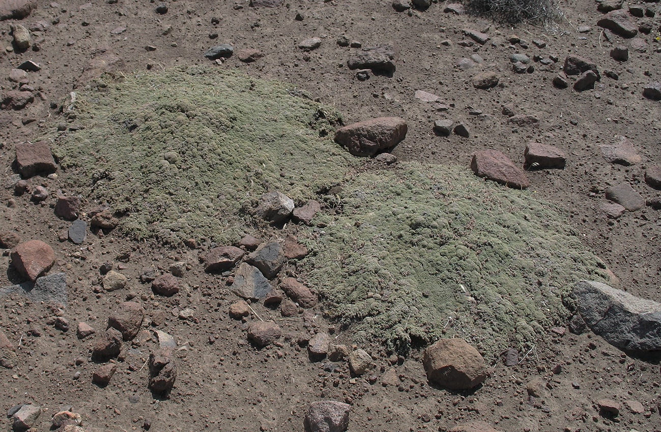 Image of Junellia micrantha specimen.