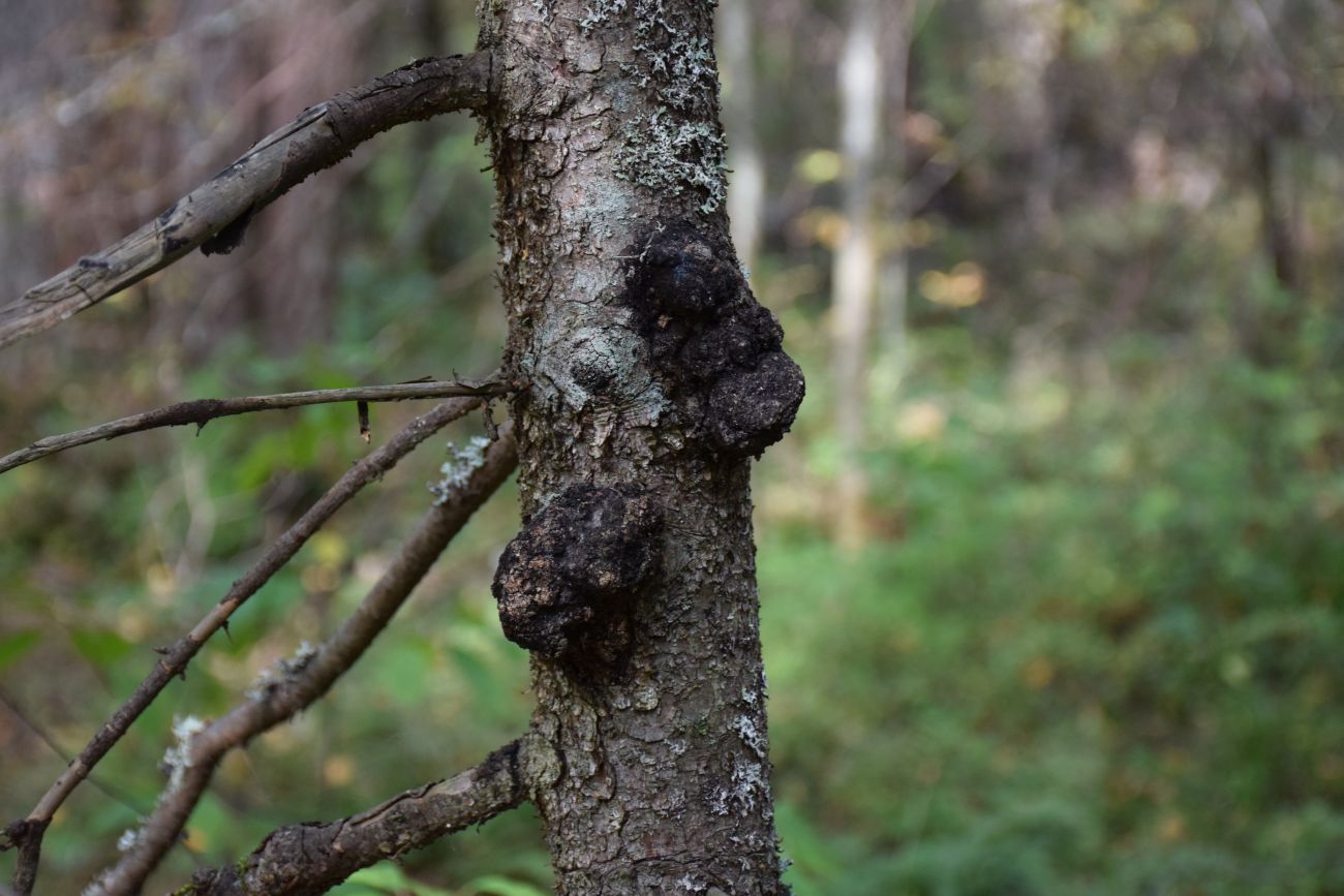 Изображение особи Picea abies.