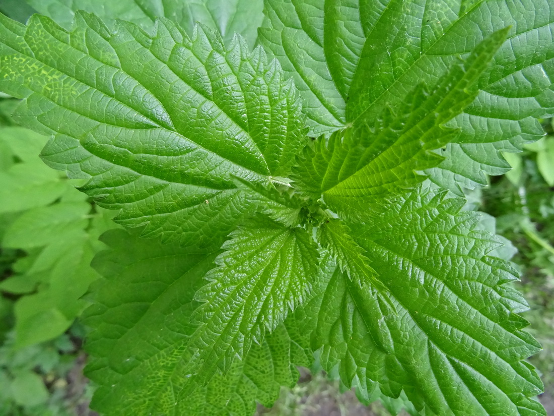 Image of Urtica dioica specimen.