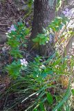Catharanthus roseus. Цветущее растение. Мадагаскар, провинция Фианаранцуа, окр. г. Ambalavao, заповедник \"Анжи\". 02.12.2019.