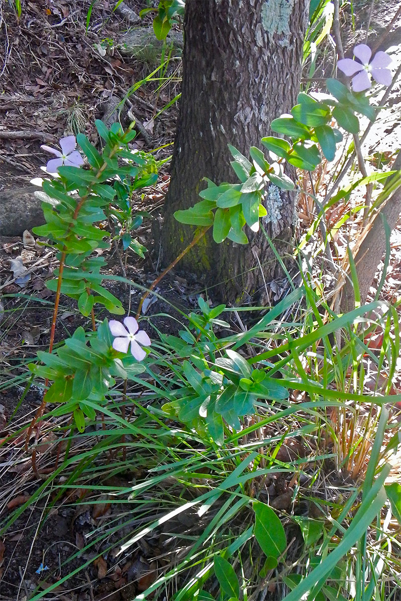 Изображение особи Catharanthus roseus.