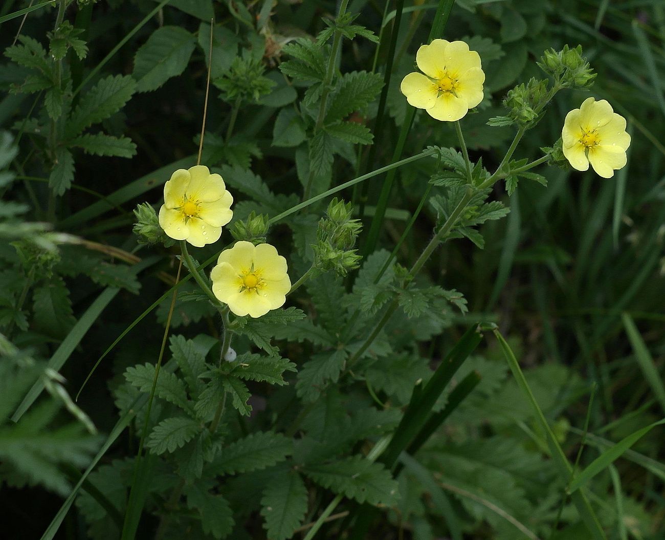 Изображение особи Potentilla recta.