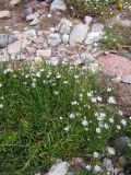 Stellaria soongorica