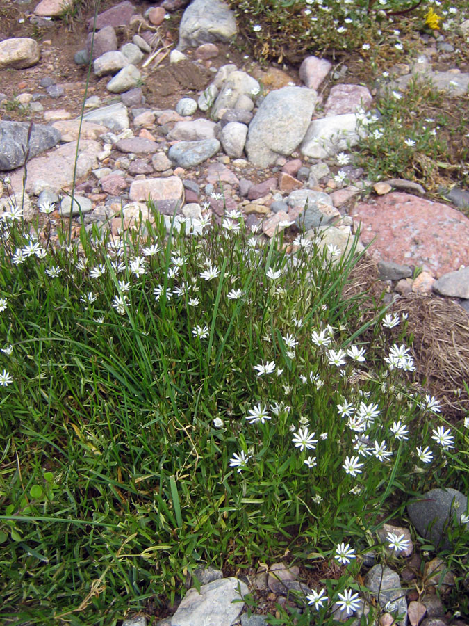Image of Stellaria soongorica specimen.