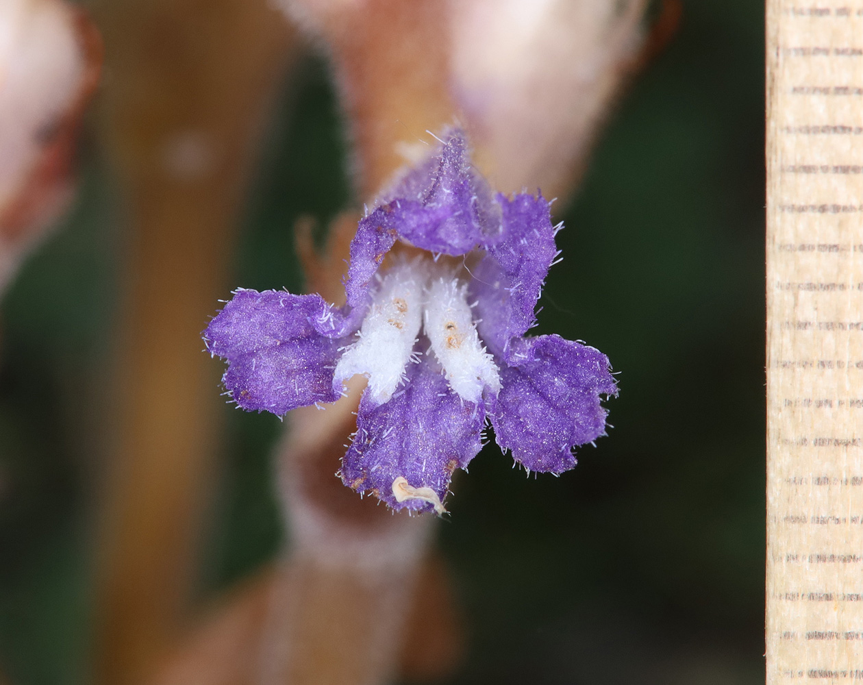 Image of Phelipanche nana specimen.