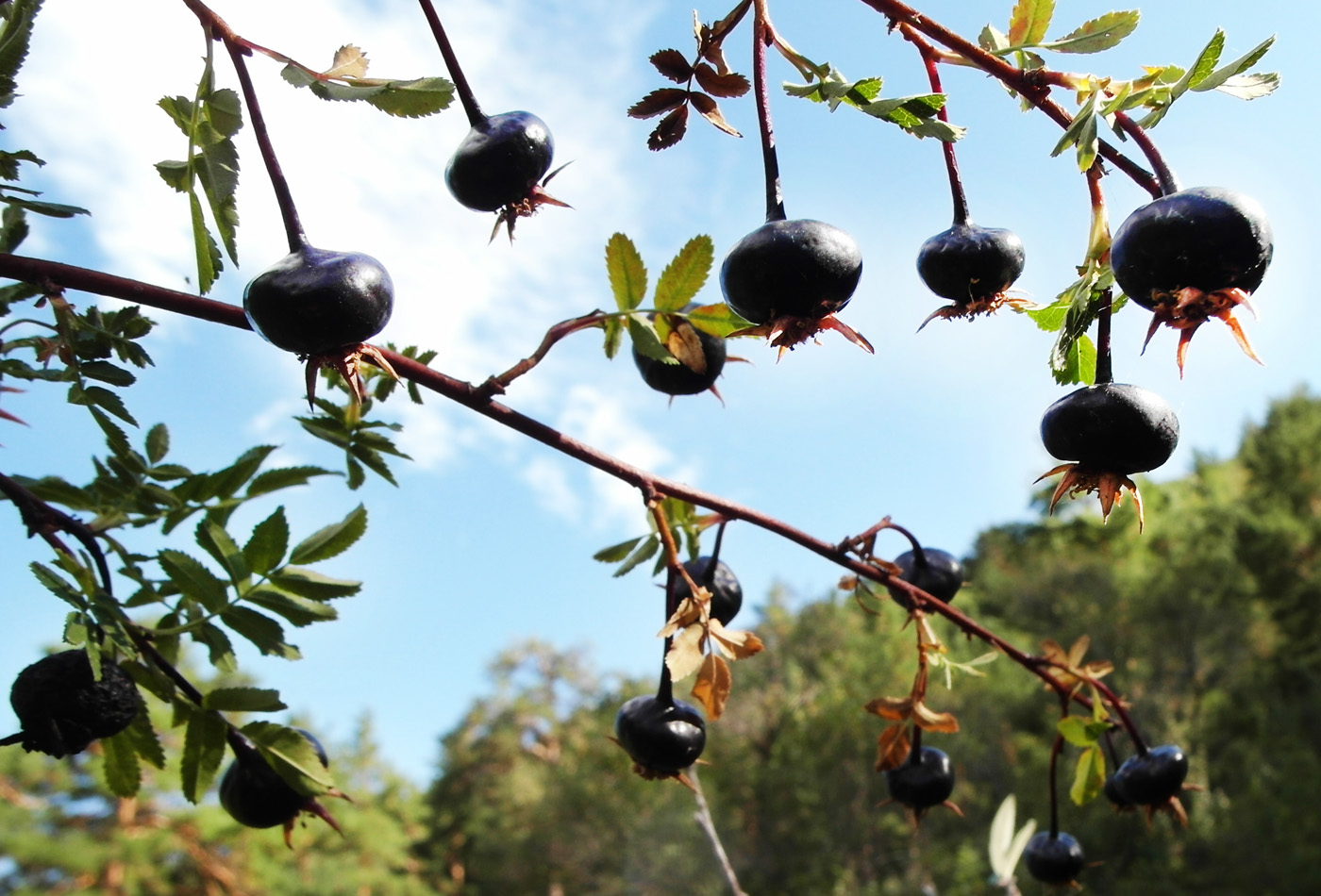 Image of Rosa spinosissima specimen.